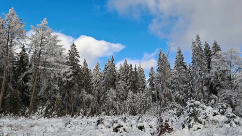 Winter spruce forest scene (picea) under a blue sky, Franconian Forest nature park Park