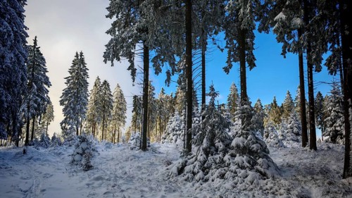Snow-covered forest with tall spruces (picea) in front of a blue sky, Rennsteig, Thuringian Forest