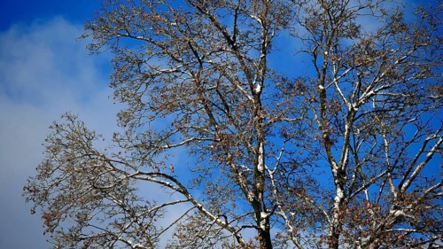 A tree with bare branches on a blue sky with few clouds in sunny autumn, Frankenwald nature park