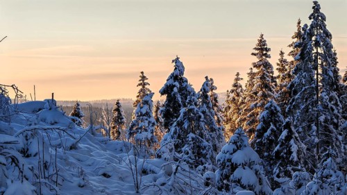 Snow-covered spruce trees (picea) at a pastel-coloured sunset, Rennsteig, Thuringian Forest nature