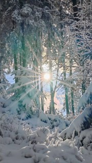 Winter forest with snow cover and sunlight between trees, Rennsteig, Thuringian Forest nature park