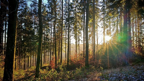 Sunbeams illuminate a forest with colorful autumn leaves and a lively atmosphere, Fichtelgebirge