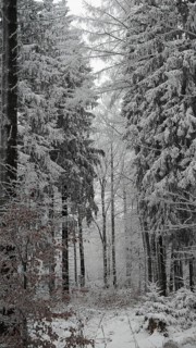 Snowy forest trail surrounded by tall, snow-covered trees, quiet atmosphere, Fichtelgebirge