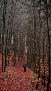 A walker walks across a leafy path in autumn forest, Rennsteig, Thuringian Forest nature park Park