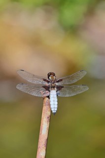 Flat-bellied dragonfly (Libellula depressa), family of damselflies (Libellulidae), male sitting on