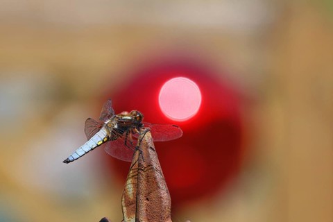 Flat-bellied dragonfly (Libellula depressa), male sitting on a fence top in the garden, sunset,
