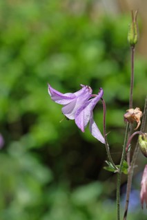 Columbine (Aquilegia vulgaris), pink flower at the edge of a forest, in spring, Wilnsdorf, North