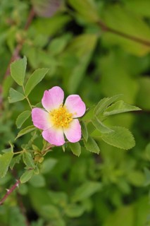 Dog rose (Rosa canina), dog rose, flower, North Rhine-Westphalia, Germany