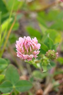 Pink clover (Trifolium repens), flower, Wilnsdorf, North Rhine-Westphalia, Germany