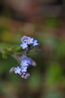 Field forget-me-not, field forget-me-not (Myosotis arvensis), flowers, on a wild field, Wilnsdorf,