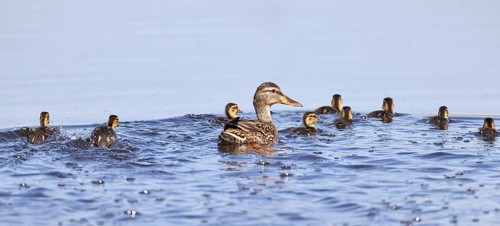 Mallard (Anas platyrhynchos), female with young, swimming hastily away, Wagbachniederung nature