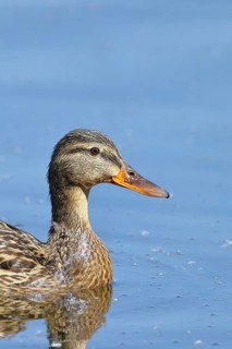 Mallard (Anas platyrhynchos), female, animal portrait, Wagbachniederung nature reserve, Waghäusel,