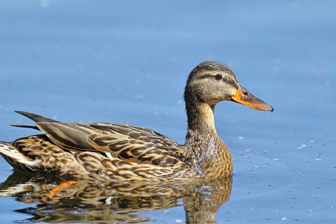 Mallard (Anas platyrhynchos), female, swimming on a pond, Wagbachniederung nature reserve,