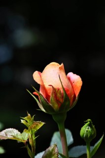 Rose blossom (Rosa sp.), salmon-coloured blossom with black background, in a garden, Wilnsdorf,