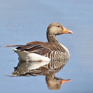 Greylag goose (Anser anser), swimming on a pond, Wagbachniederung nature reserve, Waghäusel,