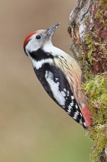 Middle spotted woodpecker (Dendrocopos medius) foraging on dead wood of an oak (Quercus),