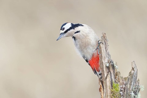 Great spotted woodpecker (Dendrocopos major), female, foraging on a tree stump overgrown with moss