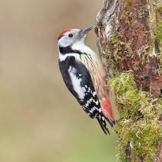 Middle spotted woodpecker (Dendrocopos medius) foraging on dead wood of an oak (Quercus),