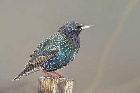 Starling (Sturnus vulgaris) adult bird in spotted winter plumage, sitting on a fence post,