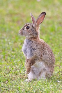 Wild rabbit (Oryctolagus cuniculus), sitting in a meadow, making mate, erect, fully grown, alert,