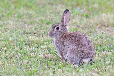Wild rabbit (Oryctolagus cuniculus), sitting in a meadow, adult, alert, wildlife, animals, rodent,