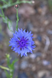 Cornflower (Centaurea cyanus), blue flower at the edge of a field, Wilnsdorf, North