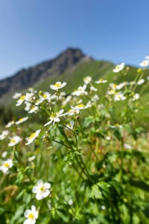 Mountain panorama with white alpine anemones (Pulsatilla alpina ssp. alpina), behind it the