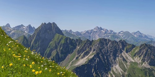 Mountain panorama with troll flowers (Trollius europaeus) from Laufbacher-Eckweg to Höfats, 2259m,
