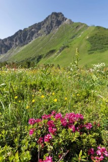 Alpine rose blossom, panorama from the Fellhorn, behind it the pulpit wall, 2, 058 m, a border
