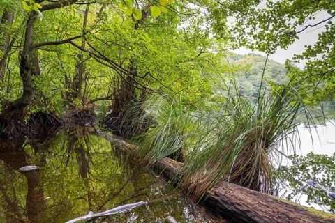 Lake Hertha, fallen tree trunk and grass, Jasmund National Park, Sassnitz, Rügen island, Baltic