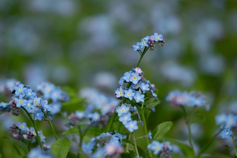 Forget-me-not (Myosotis sylvatia) blue flowers in a garden border in spring, England, United