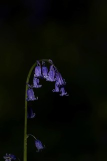 Common english bluebell (Hyacinthoides non-scripta) single blue wildflower flower in spring,