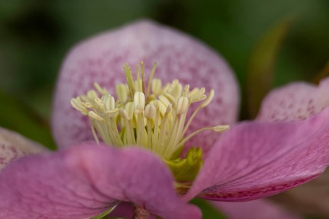 Hellebore single purple garden flower in winter, England, United Kingdom