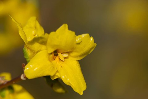 Forsythia single yellow garden shrub flower in winter, England, United Kingdom
