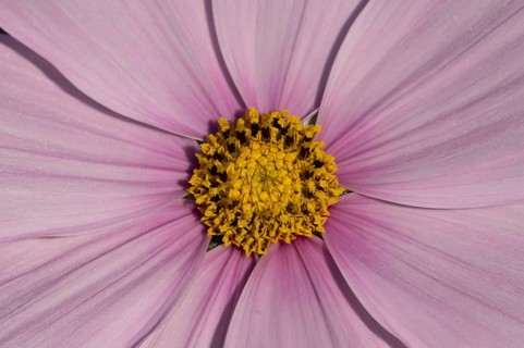 Cosmos centre of a single pink garden flower in summer, England, United Kingdom