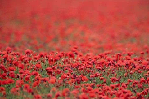 Common field poppy (Papaver rhoeas) wildflower field of red poppies in summer, England, United
