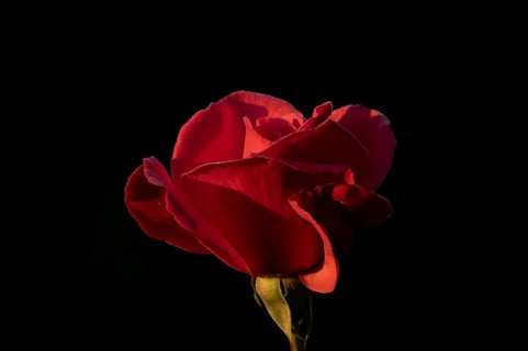 English rose single red garden flower in summer, England, United Kingdom