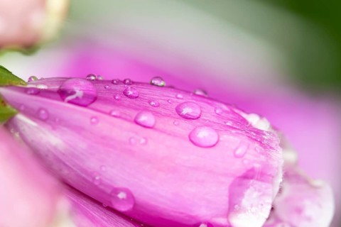 Foxglove (Digitalis purpurea) single purple wildflower flower with water droplets on the petals in