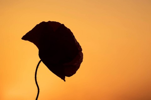Common field poppy (Papaver rhoeas) silhouette of a single wildflower flower in summer at sunset,