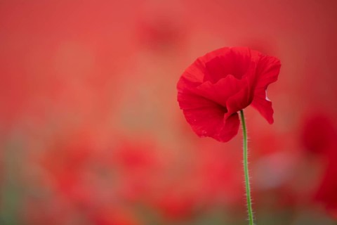Common field poppy (Papaver rhoeas) single red wildflower flower in a field of poppies in summer,