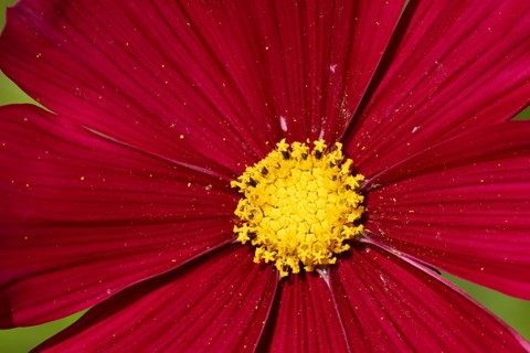 Cosmos single red garden flower in summer, England, United Kingdom