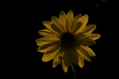 Annual sunflower (Helianthus annuus) single garden yellow flower backlit in summer, England, United