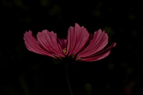 Cosmos single red garden flower backlit in summer, England, United Kingdom