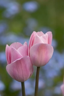 Tulip (Tulipa spp) two pink garden flowers in spring, England, United Kingdom