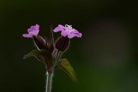 Red campion (Silene dioica) wildflower flowers in spring, England, United Kingdom