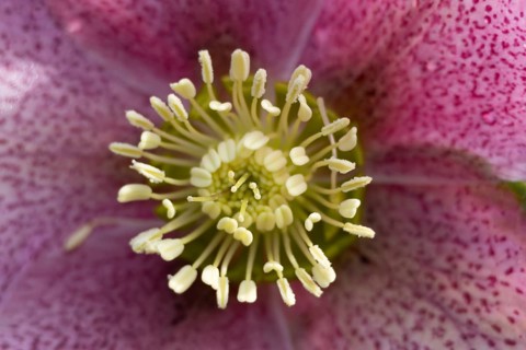 Hellebore close up of a single purple garden flower in winter, England, United Kingdom