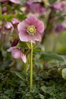 Hellebore single purple garden flower in winter, England, United Kingdom