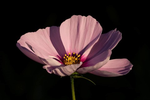 Cosmos single pink garden flower in summer, England, United Kingdom