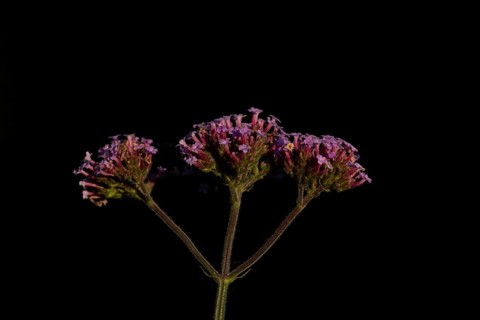 Verbena bonariensis three garden flowers in summer, England, United Kingdom