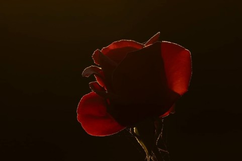 English rose single red garden flower backlit in summer, England, United Kingdom
